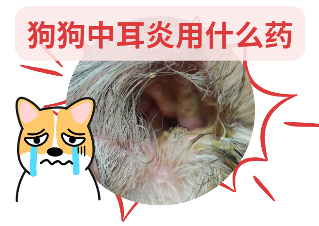 狗狗中耳炎用什么药效果比较好？