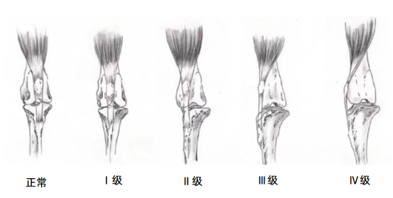 狗狗髌骨脱位等级