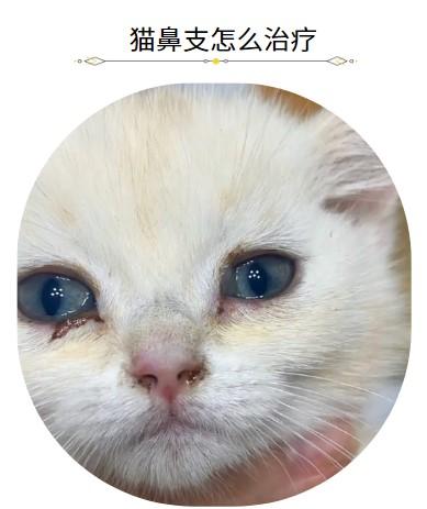 猫鼻支怎么治疗恢复最快？