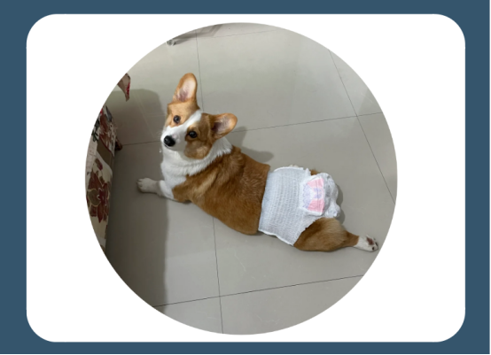 狗狗尿血的原因
