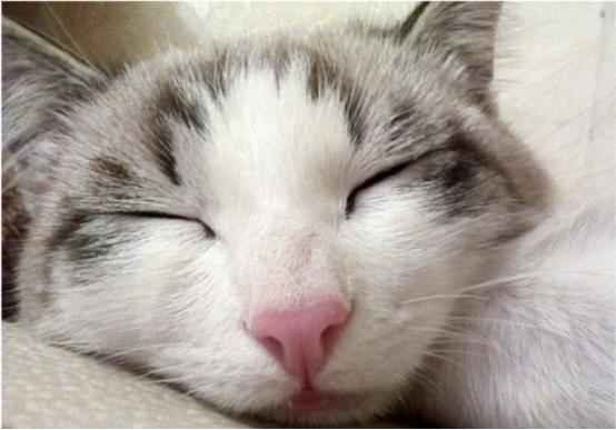 猫咪一整天都在睡觉