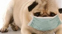 小狗感冒怎么治疗