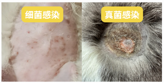 狗狗身上痒怎么办