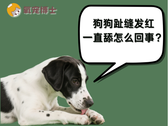 狗狗趾缝发红一直舔怎么回事？