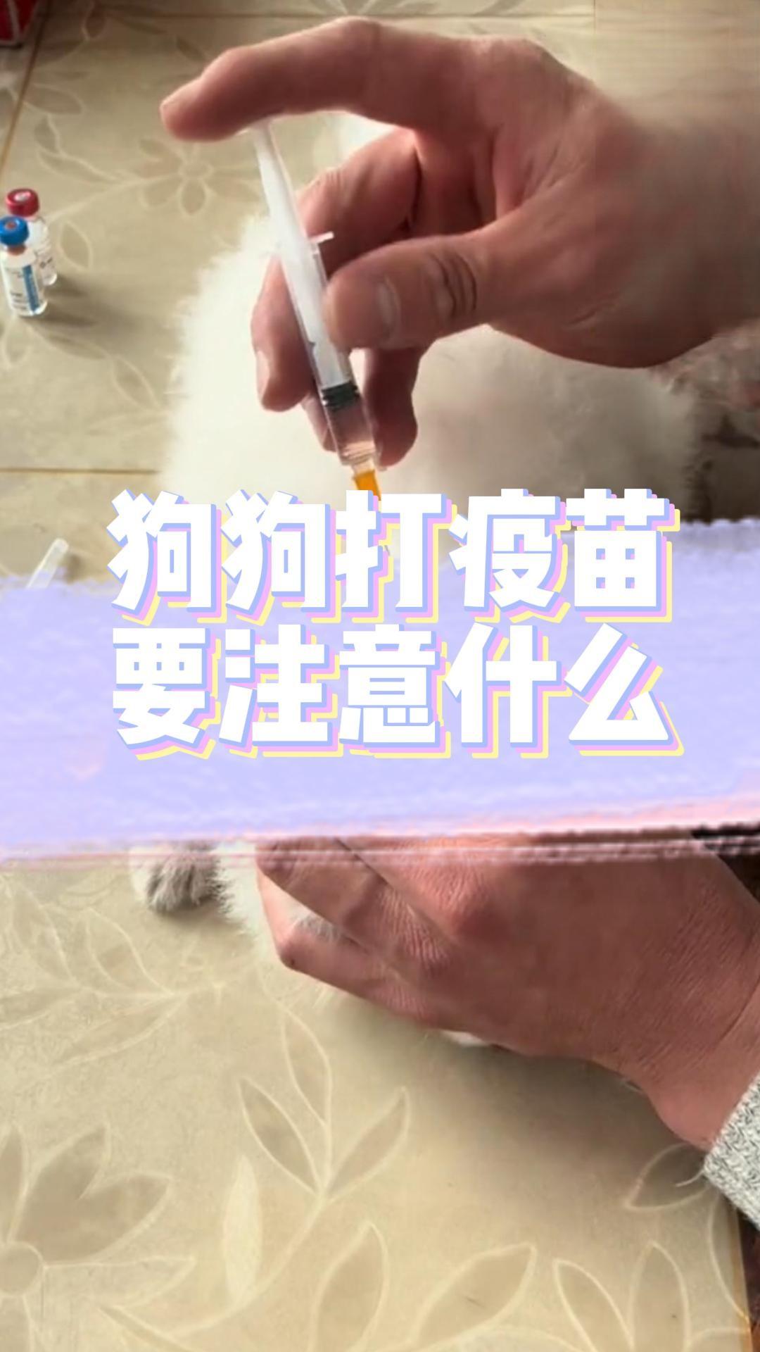 狗狗打疫苗要注意什麼？