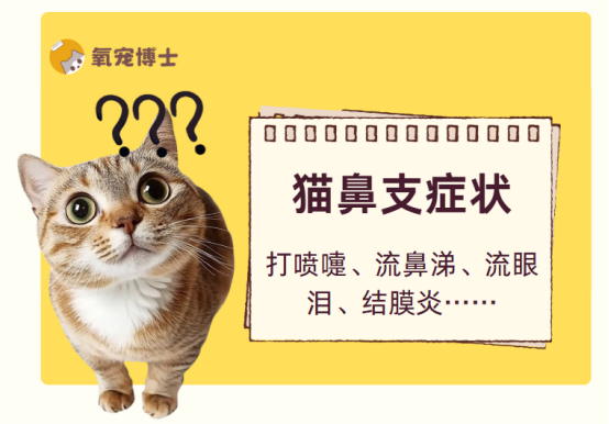 猫鼻支的症状有哪些