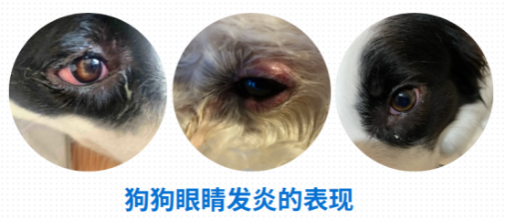 狗狗淚痕