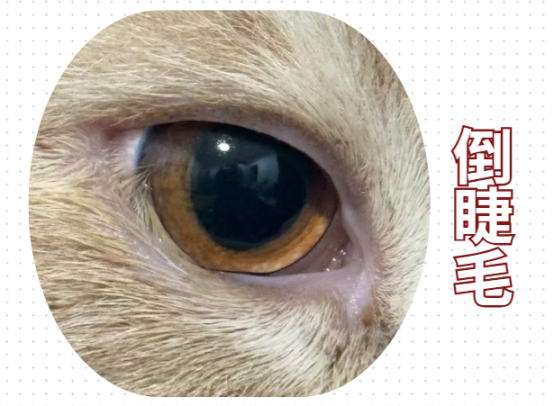 小猫眼睛流眼泪怎么办？