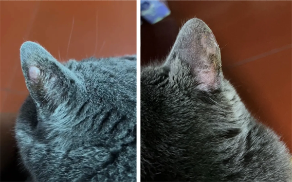 猫咪耳朵掉毛红肿结痂