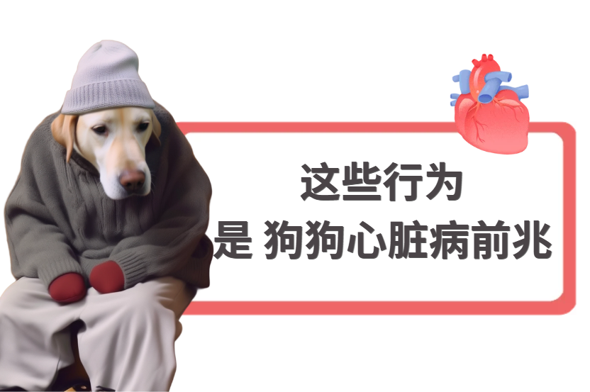 狗狗心脏病前兆