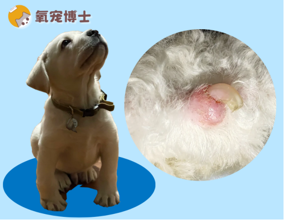 狗狗腳趾頭紅腫別等自愈！這樣處理，3天見(jiàn)效！