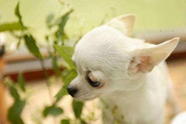 寵物犬貓常見的食物、藥物中毒症狀及治療方法