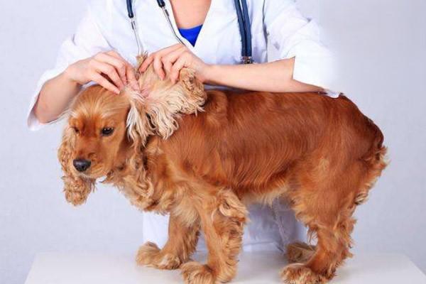 狗狗脓皮症狗皮肤病的症状能治好吗，狗狗脓皮症怎么治疗？