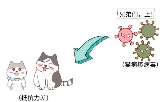 猫鼻支威胁大，健康猫咪如何避免感染？