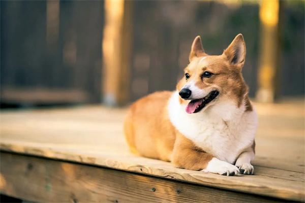 什么品种的狗适合做导盲犬？