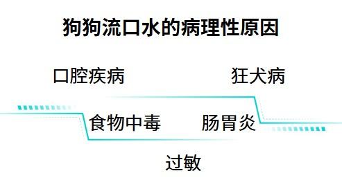 狗狗流口水正不正常？哪种情况需要吃药？