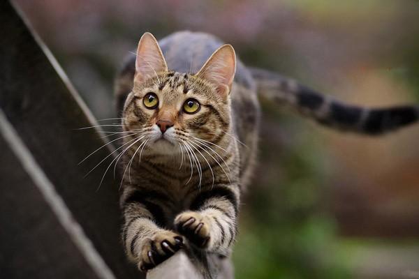 猫狗喜欢吃奇怪的东西怎么办