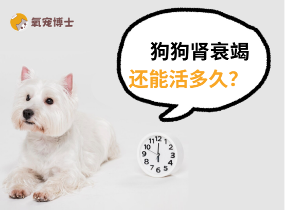 狗狗腎衰竭還能活多久？