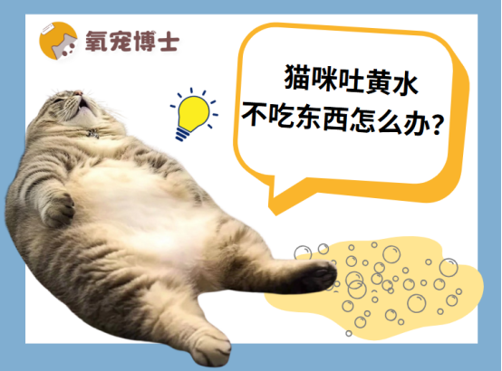 猫咪吐黄水不吃东西怎么办？