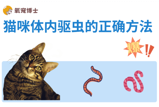 猫咪体内驱虫的正确方法