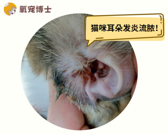 猫咪耳朵发炎流脓了怎么办？