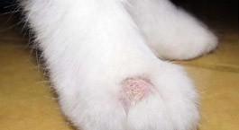 猫咪皮肤很痒用什么药？