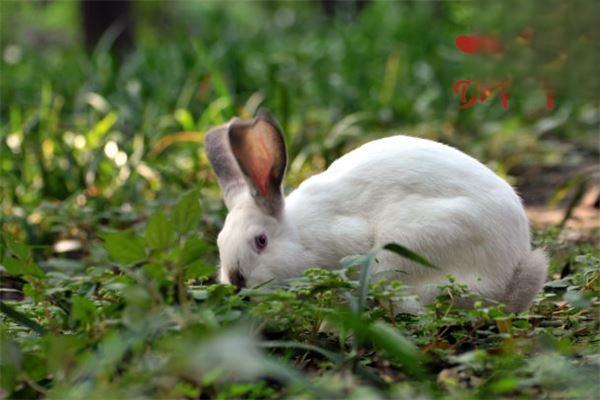 兔子尿钙都有哪些原因？