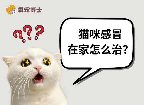 猫咪感冒别乱治！了解病因，在家就能轻松应对