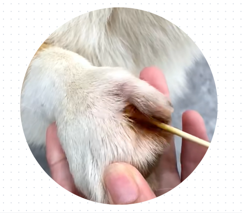 狗狗脚趾红肿用什么药？