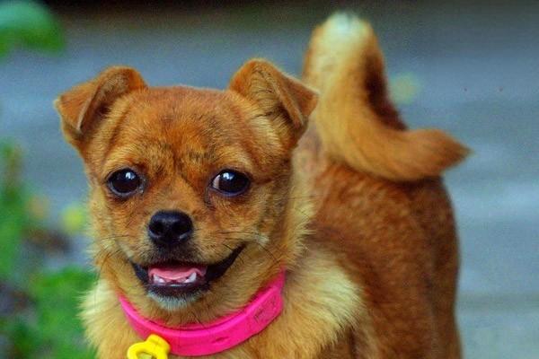 冠毛犬掉毛嗎？冠毛犬掉毛怎麼辦