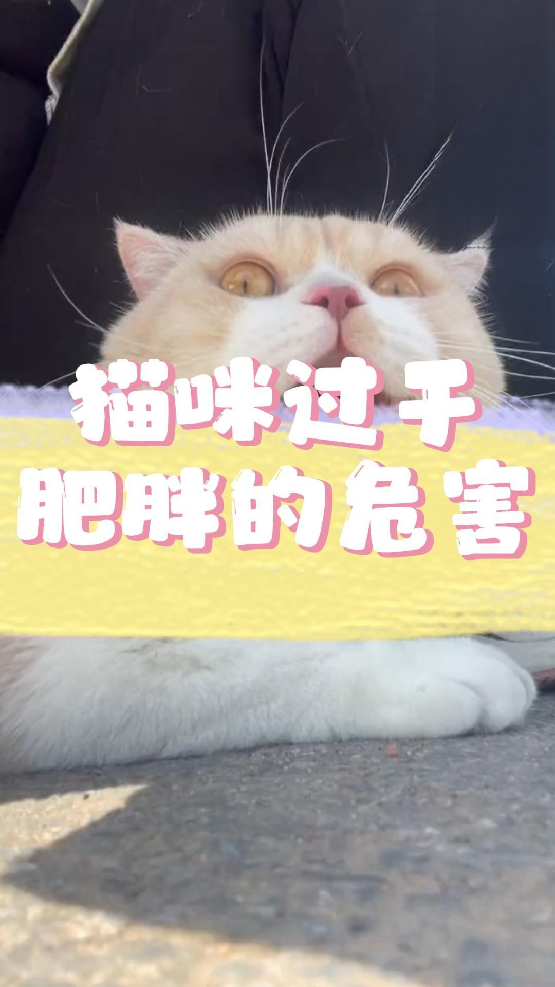 猫咪过于肥胖的危害