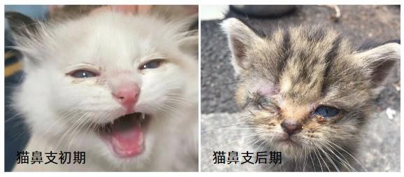 猫鼻支治疗大对决：速诺vs多西环素，谁更胜一筹？