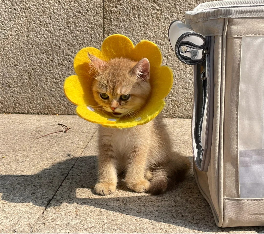 辟谣！猫癣其实不用治，晒晒太阳就能好？