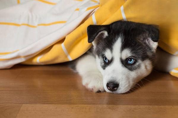 什么是犬粘液囊炎