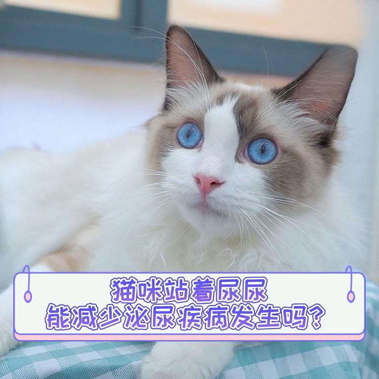 猫咪站着尿尿可以减少发生泌尿疾病吗？