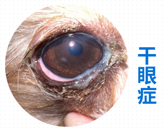 狗狗眼睛流脓怎么回事？
