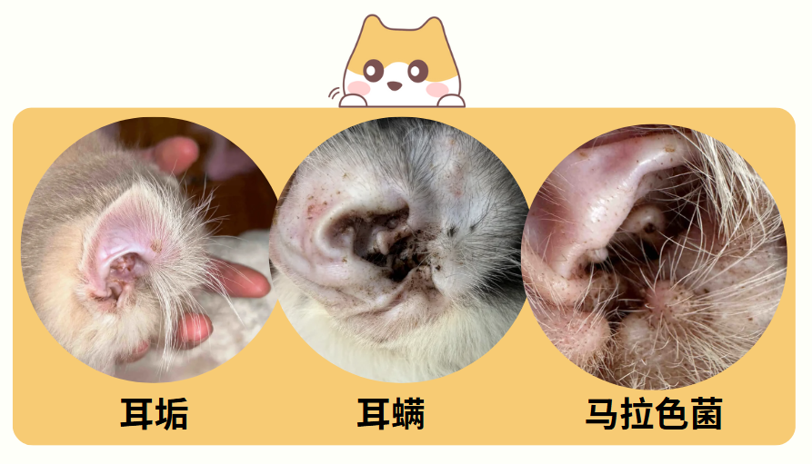 猫耳朵里有黑褐色的东西怎么回事？