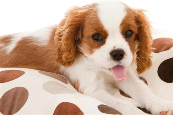 狗狗有很多眼屎正常吗？