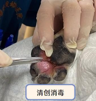 狗狗趾间炎