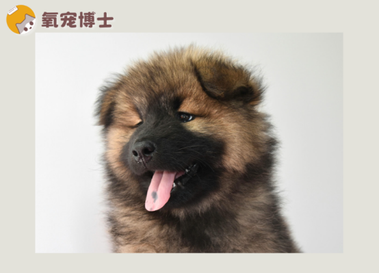 狗狗犬窩咳吃什么藥效果好？