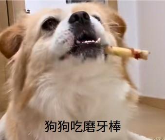 狗狗牙结石自行脱落的小妙招