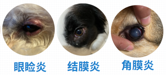 狗狗流眼淚有眼屎怎麼辦？