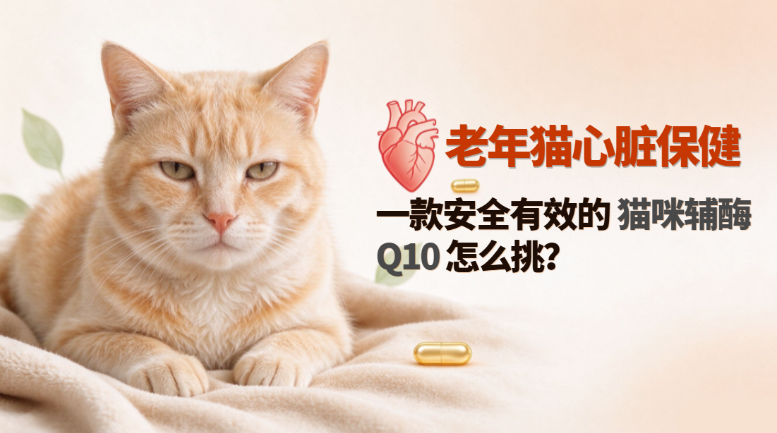 老年猫心脏保养指南：一款安全有效的猫咪辅酶Q10怎么挑？
