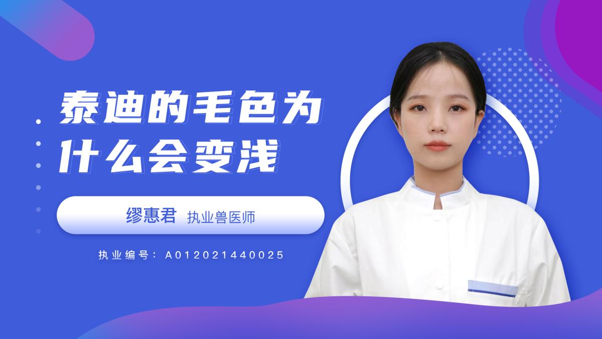 泰迪的毛色为什么会变浅？