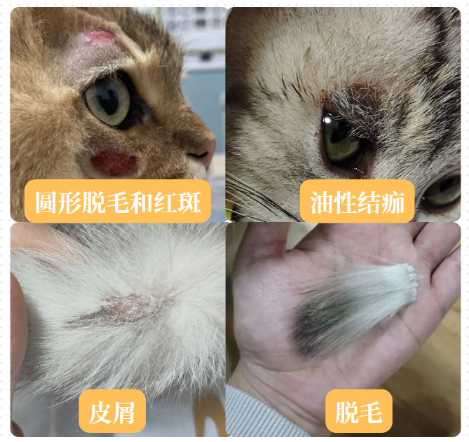 猫癣症状