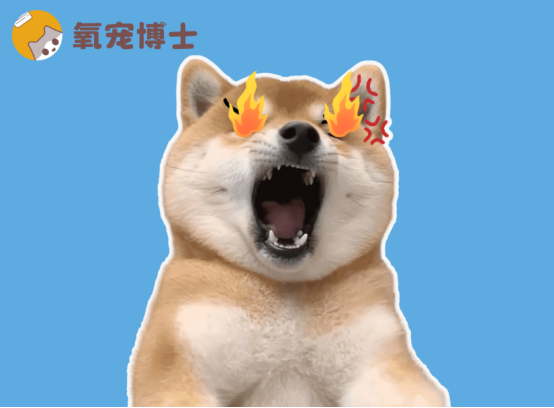 狗狗上火吃什么药？