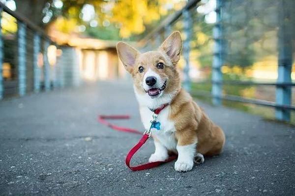 狗也會麵癱嗎