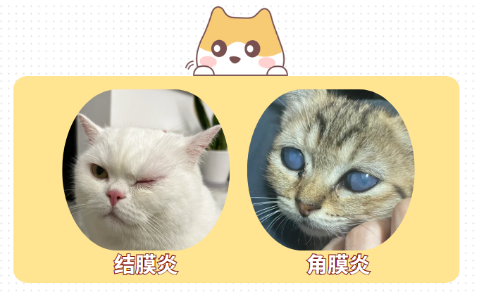 猫流眼泪眼屎多怎么办？