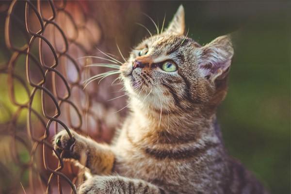 猫咪感冒症状治疗及预防