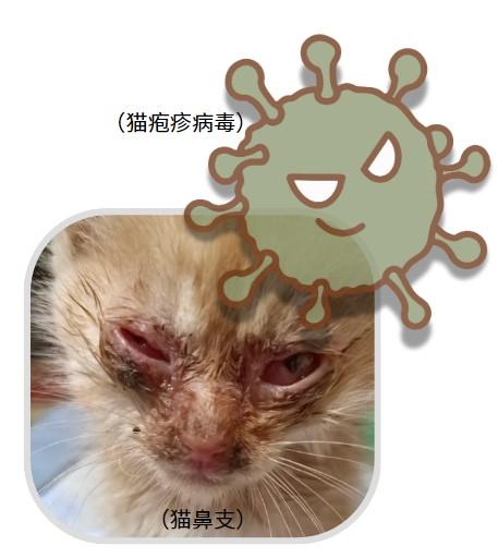 猫鼻支是什么病毒引起的？